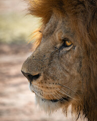 Close up Löwe im Serengeti Nationalpark, Tansania