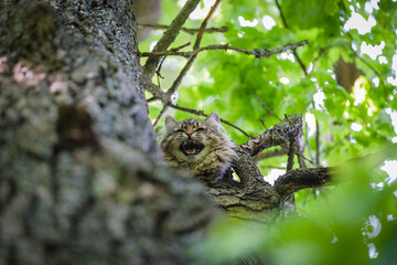 Obraz premium bird on tree