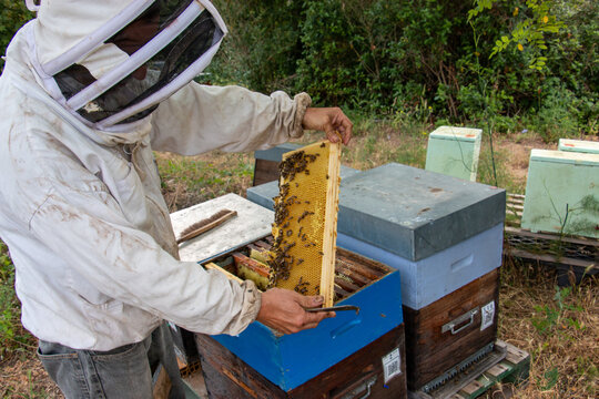 La r&eacute;colte du miel chez un apiculteur