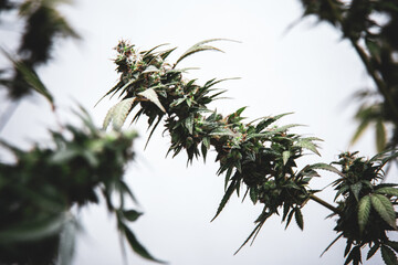 Beautiful Cannabis Medical Marijuana Plants.