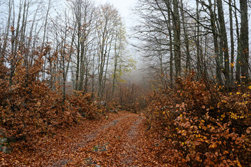 Obraz premium Autumn foliage