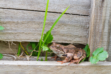 Brown spotted frog walks in the garden in summer.