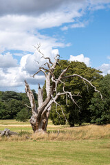 A dead tree in the countryside