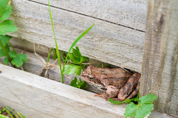 Brown spotted frog walks in the garden in summer.