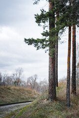 Obraz premium Railroad in the forest. Landscape with a railway, pine trees, cloudy sky and fallen leaves in early autumn. Fall season or train travel concept.