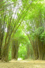 Bamboo forest, bright green, shady, fresh air, natural beauty.