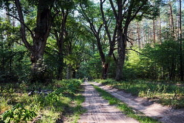 Tourist bicycle trip on a sandy road in an old, deciduous forest