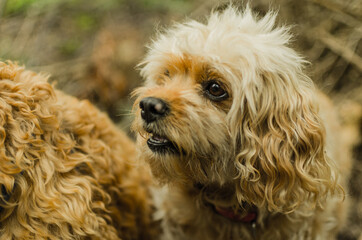 Cavapoo Dog looking lovingly