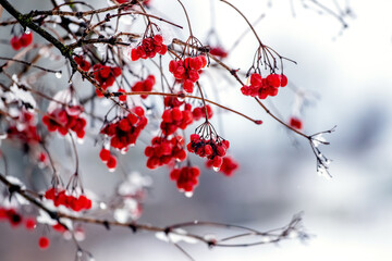 Viburnum bush with wet red berries in winter during thaw