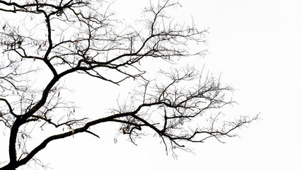 Silhouette of a tree with bare branches on a light background
