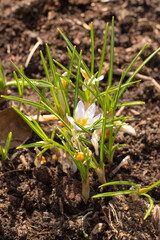 The coming of spring. Nature's first green.