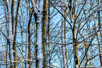 Snow-covered trees in the forest on a background of blue sky