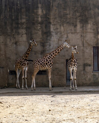 giraffe walking in the savannah