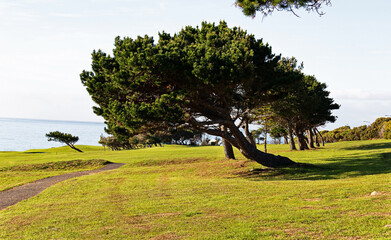 Trees on a golf course
