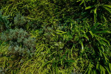 環境改善のため草や木を人工的に植えて壁面緑化した屋外の壁　地球温暖化防止・ヒートアイランド対策