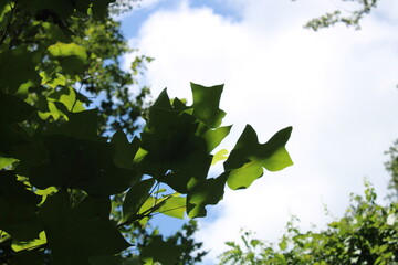 Summer Leaves