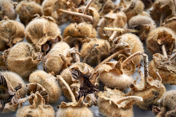 Closeup of many dry brown hollyhock seed pods in late summer.
