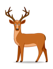 American deer animal standing on a white background