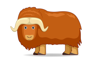 Musk ox animal standing on a white background