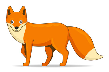 Obraz premium Red fox animal standing on a white background