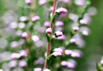 Summer flowers and Heath. Bell heather, Erica Calluna vulgaris blooms pink in the sunlight