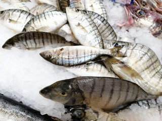 live fresh fish on the counter