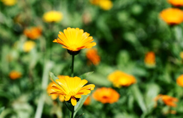 Blurred summer background with growing flowers calendula, marigold. Sunny day. Beautiful Floral Wallpaper