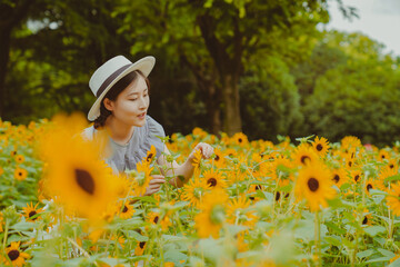 Beautiful Sunflowers and a girl in summer