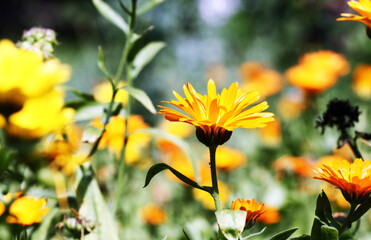 Blurred summer background with growing flowers calendula, marigold. Sunny day. Beautiful Floral Wallpaper