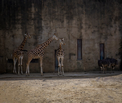 giraffe in africa