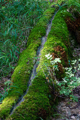 Obraz premium Steinerne Rinne im Altmühltal mit Moos bewachsen