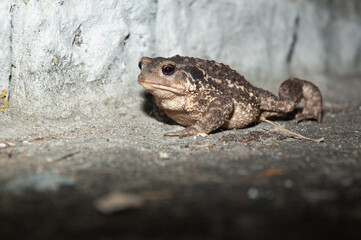 Common toad at night at the curb of a road during toad migration