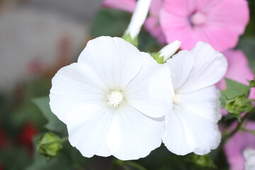 Fototapeta na wymiar Delicate pink and white mallow flowers bloom in the spring garden