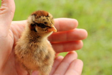 Little chicks is a species of lynx. Growing up will be colorful and not very large.