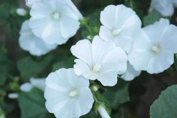 Delicate white mallow flowers bloom in the spring garden