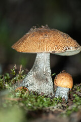 Large and small birch mushroom with brown hat and white stem in front of dark green background grows in the moss