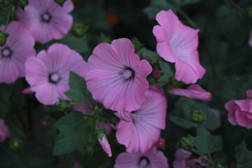 Delicate pink mallow flowers bloom in the spring garden