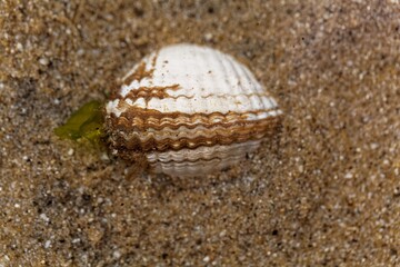 Living common cockle, Cerastoderma edule, in intertidal sands