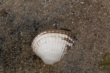 Living common cockle, Cerastoderma edule, in intertidal sands