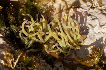Naklejka na ściany i meble Tentacles of a Mediterranean snakelock sea anemone, Anemonia sulcata