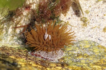 Naklejka na ściany i meble Beadlet anemone, Actinia equina, in a rockpool