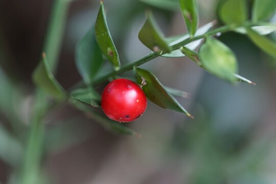 Berry of a butcher's-broom, Ruscus aculeatus