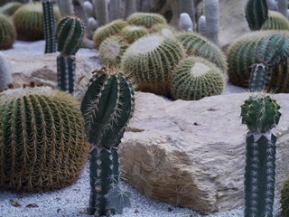 Close up photos of a variety of cactus gardens on a white gravel ground.