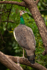 peahen on the tree