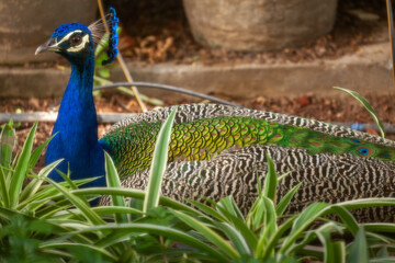Naklejka premium peacock in the Garden
