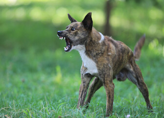 Angry Aggressive Mad Dog Outdoors in the park
