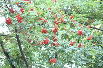 
Bright rowan berries turn red on the tree in late summer