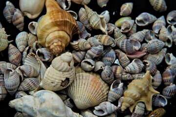 Snails, clams and conch shells from the ocean strewn on a black background.