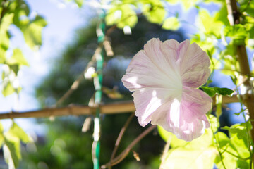 満開のアサガオ