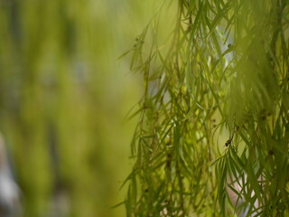 close up detail of the green leaves hanging in the background Giving a fresh feeling For making wallpapers
